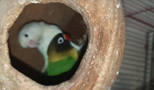 Love birds 3 pairs for sale