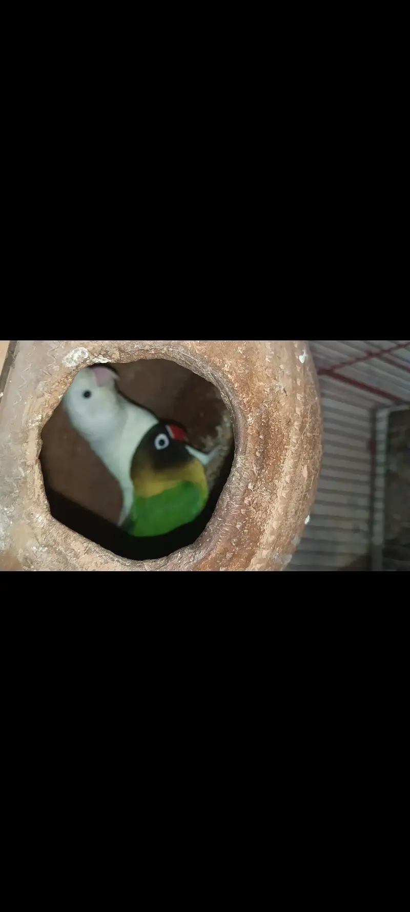 Love birds 3 pairs for sale — photo 2