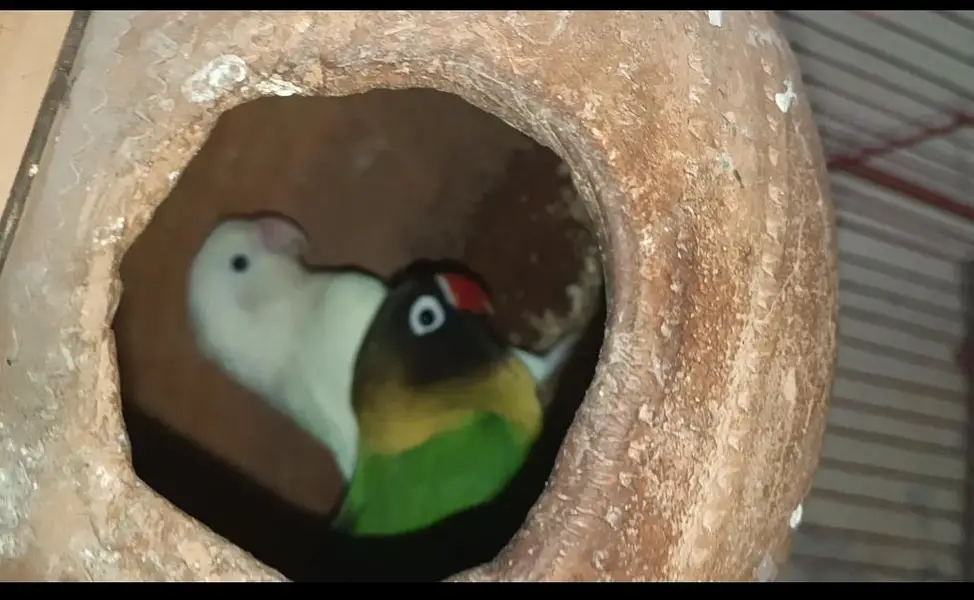 Love birds 3 pairs for sale — photo 3