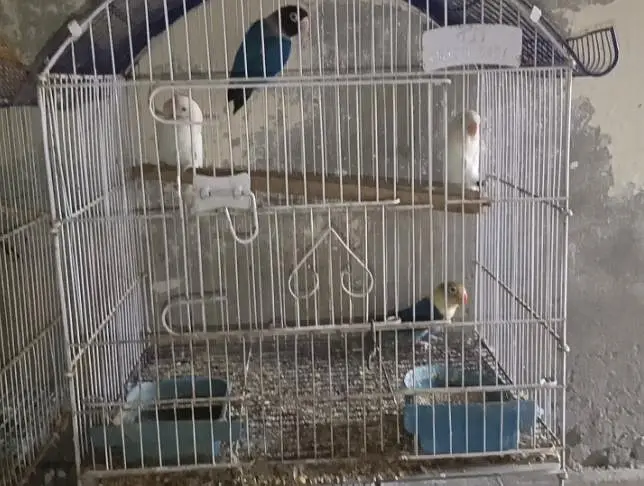Love birds 3 pairs for sale — photo 5