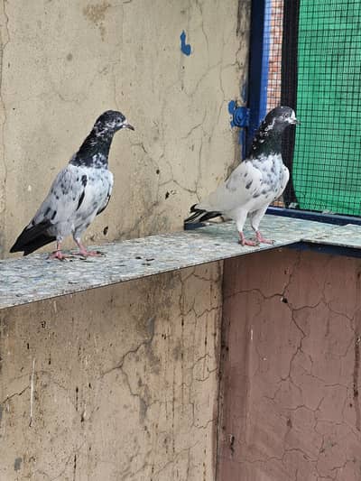 Ch Sakhi Bloodline  Young Teddy Pair