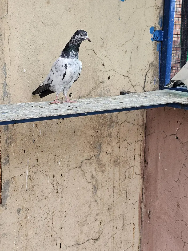 Ch Sakhi Bloodline  Young Teddy Pair — photo 2