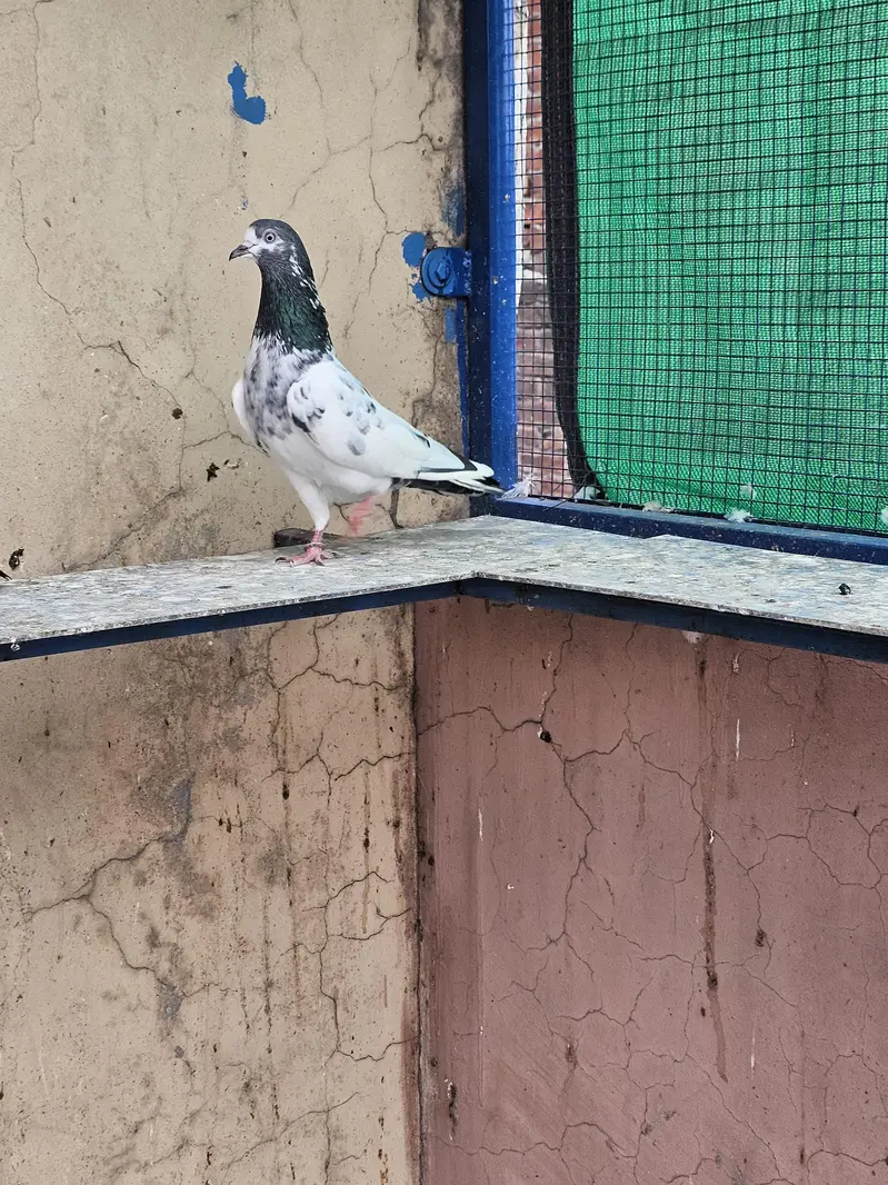Ch Sakhi Bloodline  Young Teddy Pair — photo 3