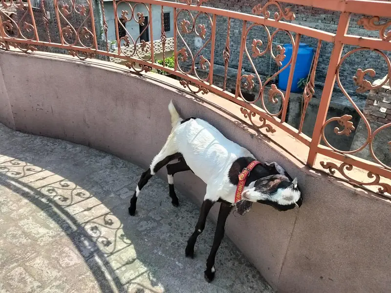 shoq wali chiz ha bari achi nasal ki ghar ki pali hoii ha — photo 2