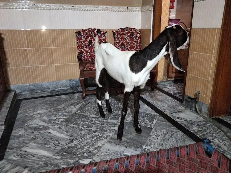 shoq wali chiz ha bari achi nasal ki ghar ki pali hoii ha — photo 3