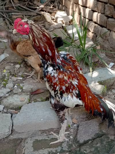 Aseel cheena for sale
