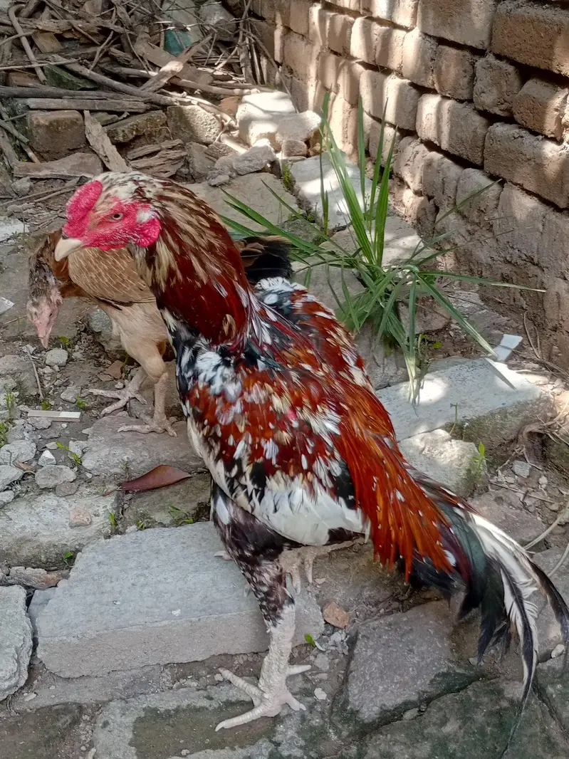 Aseel cheena for sale — photo 2