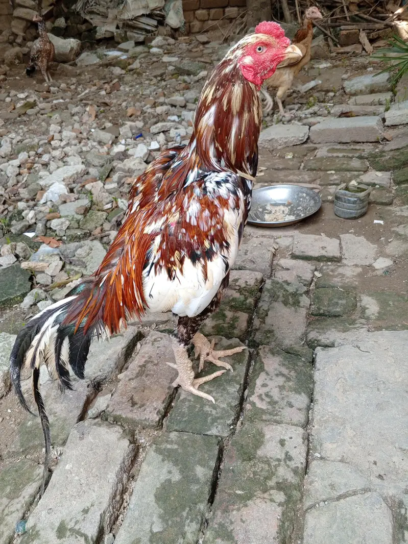 Aseel cheena for sale — photo 3