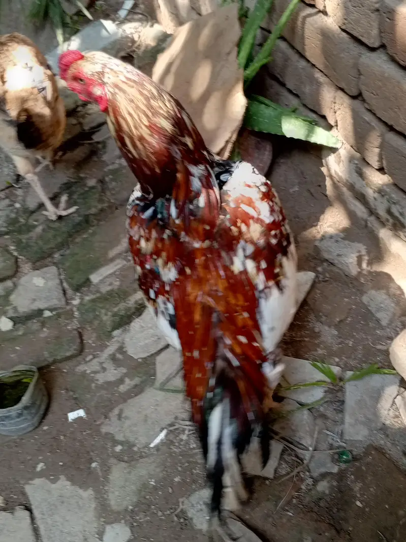 Aseel cheena for sale — photo 4