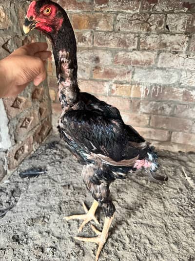 Black O Shamo Chick – 6 Months Old