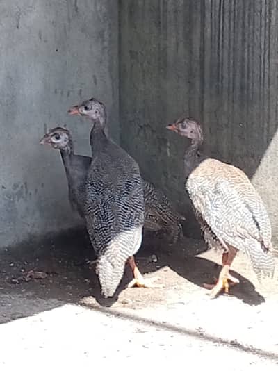 Guinea fowl