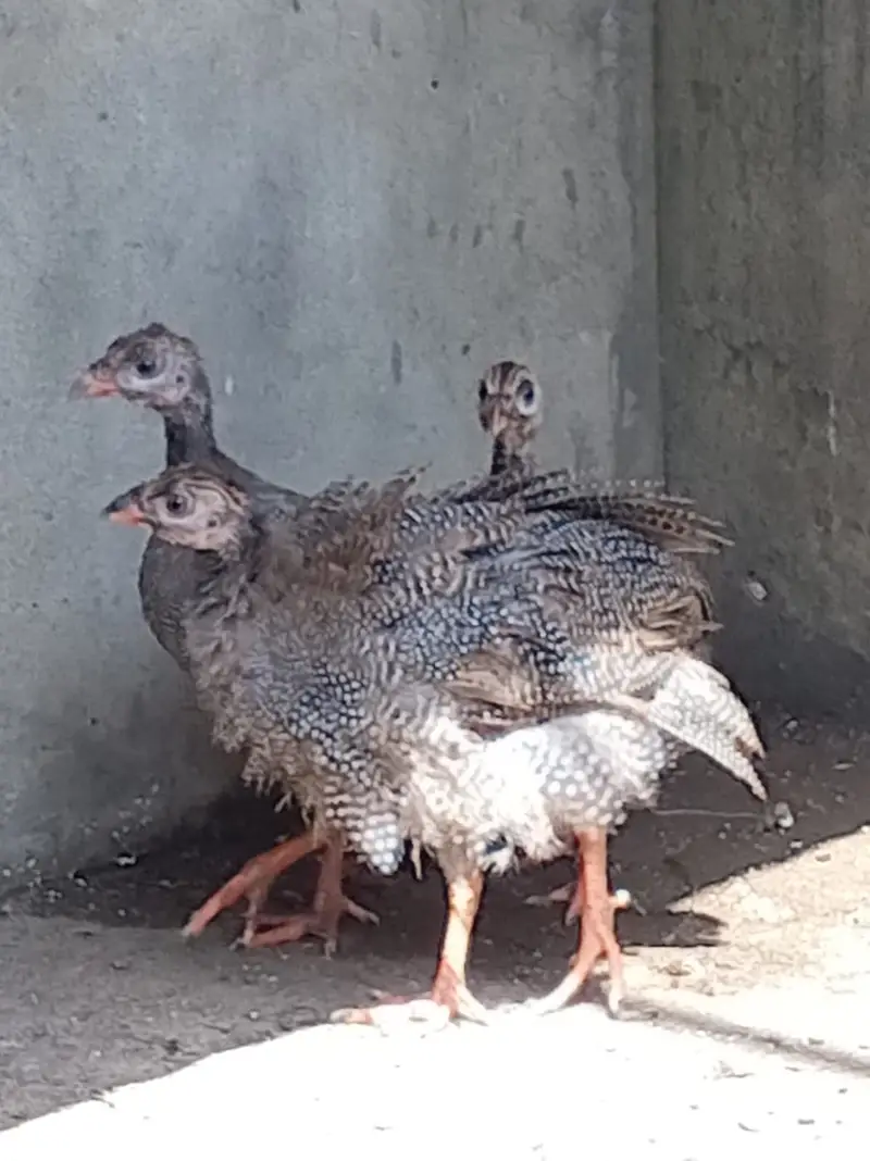 Guinea fowl — photo 2