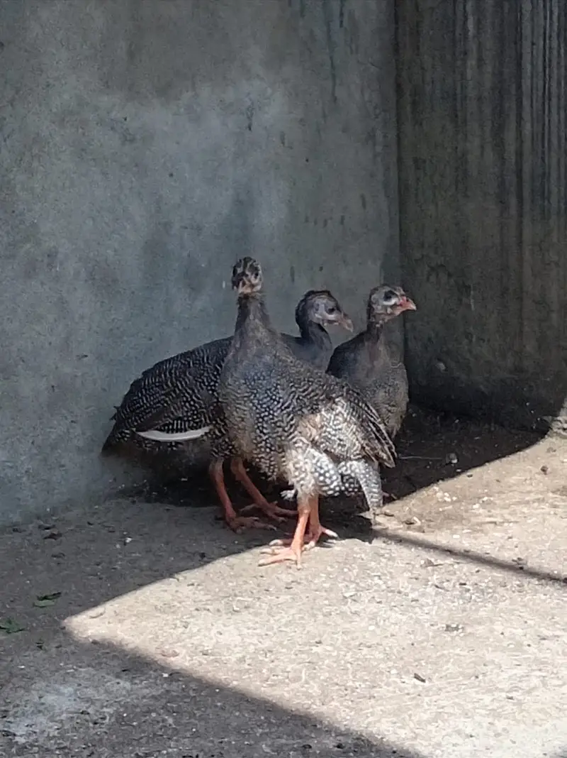 Guinea fowl — photo 3