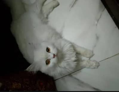 Persian