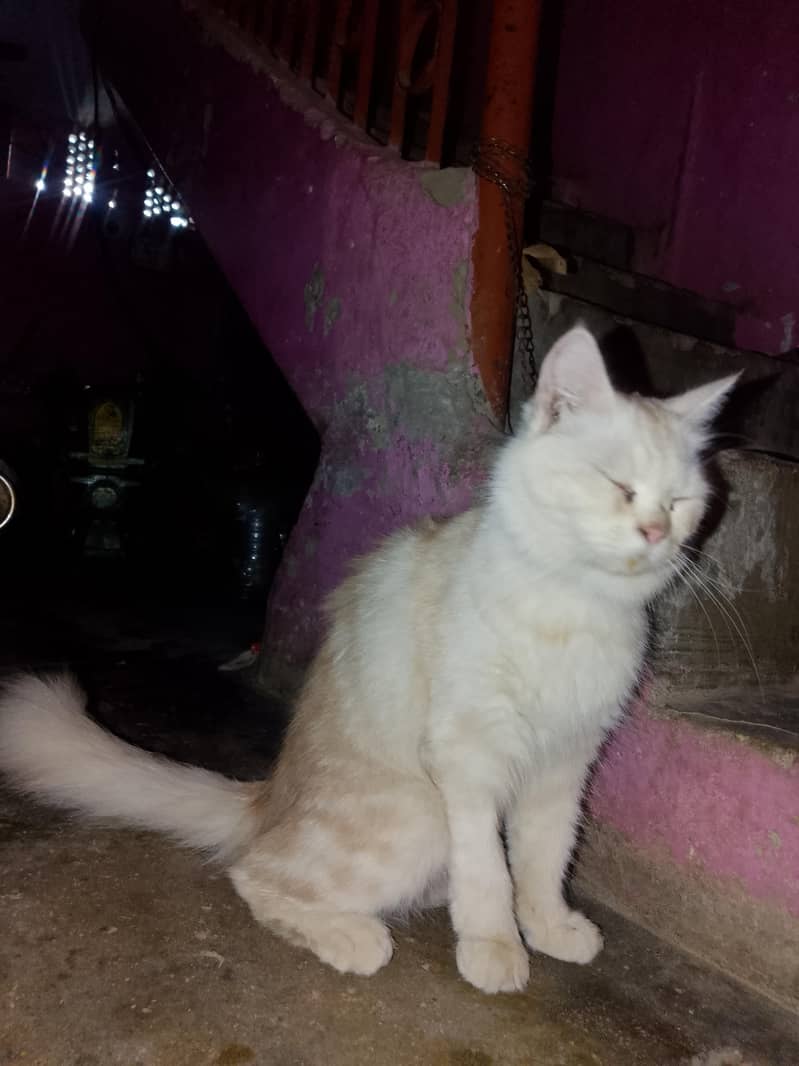 Persian 1