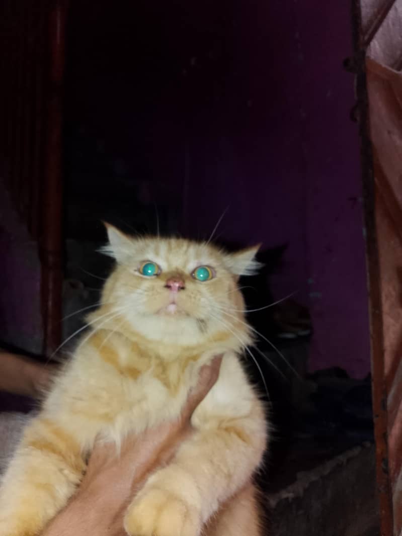 Persian 2