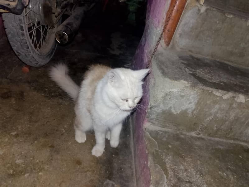 Persian 3