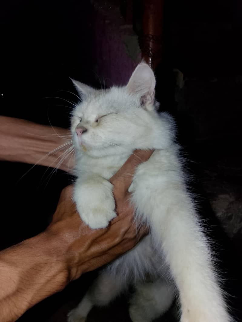 Persian 4