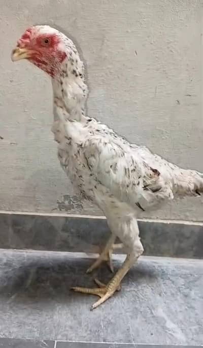 Pure German Shamo Hens Young