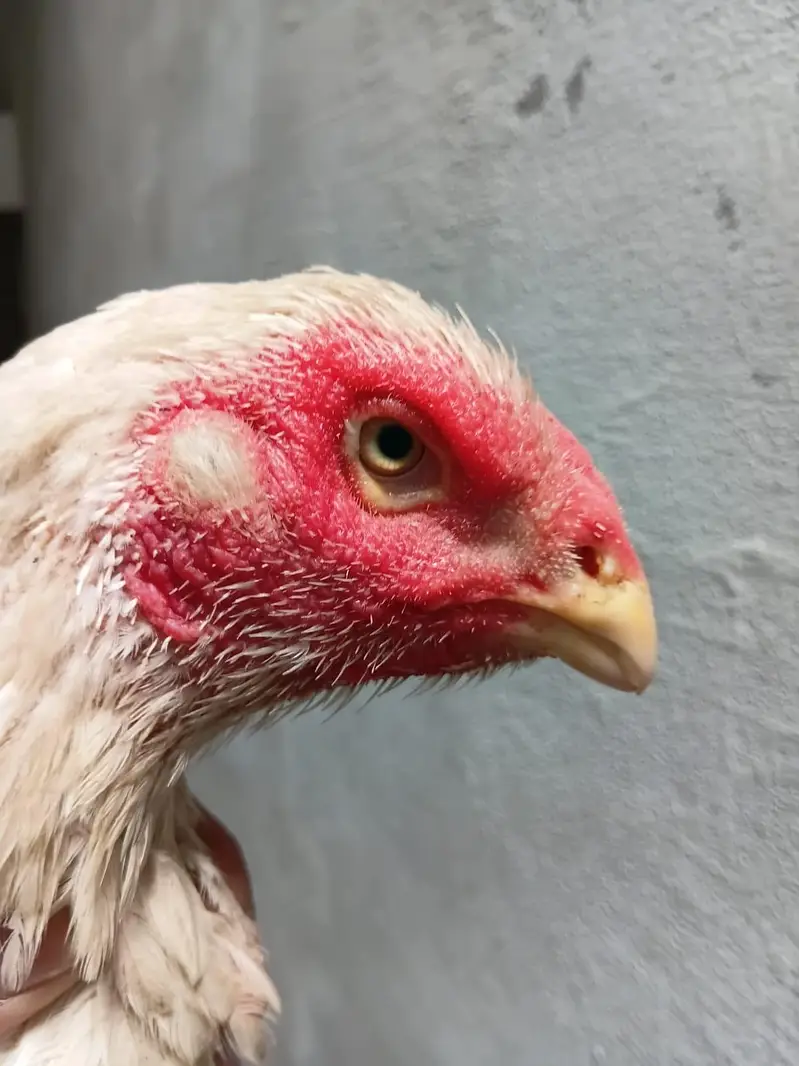 Pure German Shamo Hens Young — photo 3