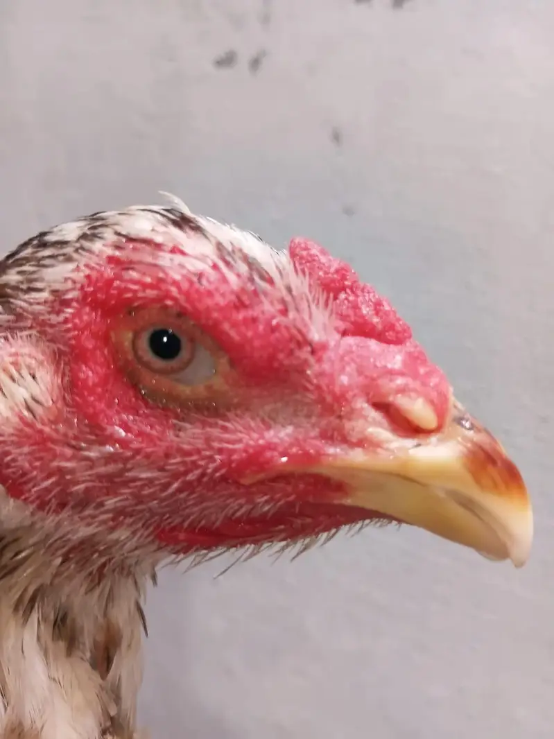 Pure German Shamo Hens Young — photo 4
