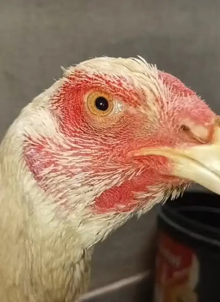 Pure German Shamo Hens Young — photo 6