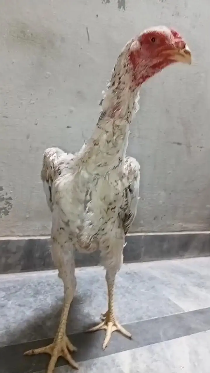 Pure German Shamo Hens Young — photo 8