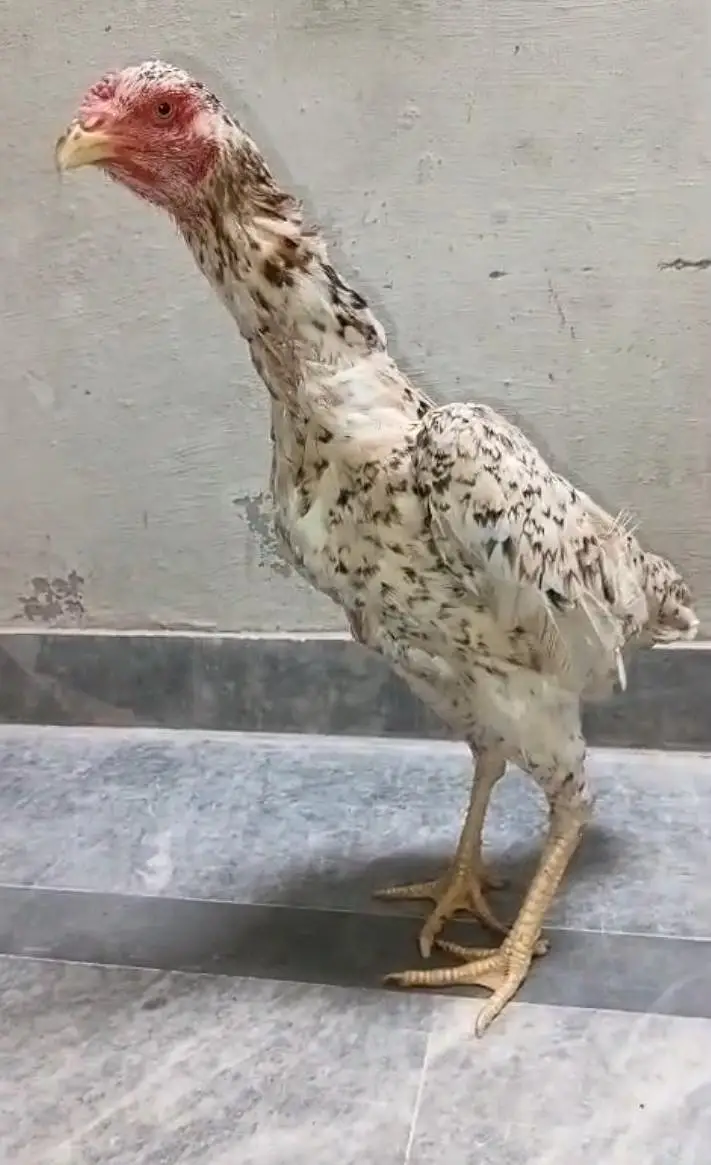Pure German Shamo Hens Young — photo 9