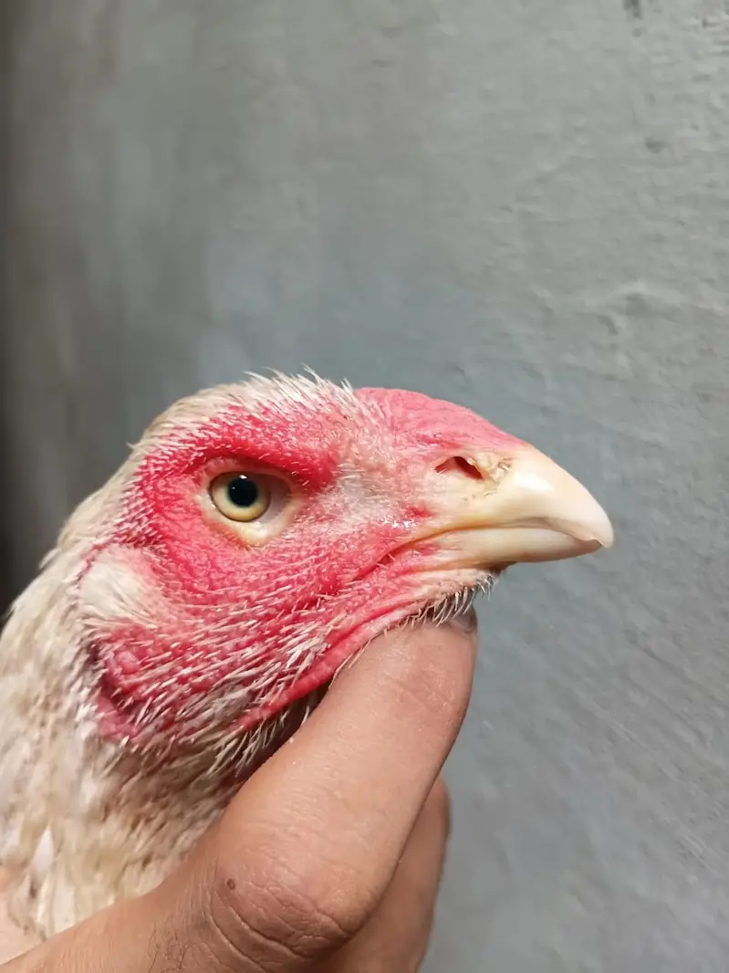 Pure German Shamo Hens Young — photo 10