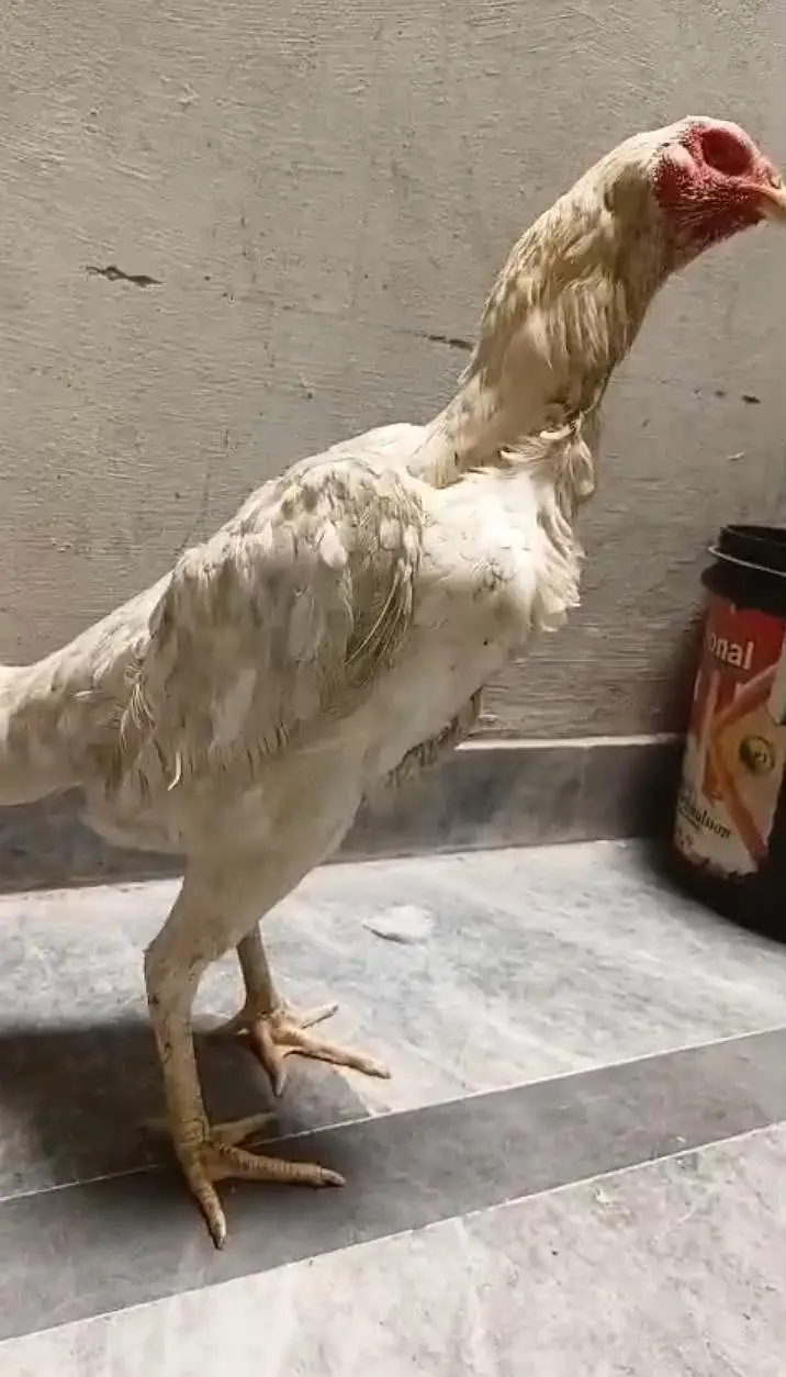 Pure German Shamo Hens Young — photo 11