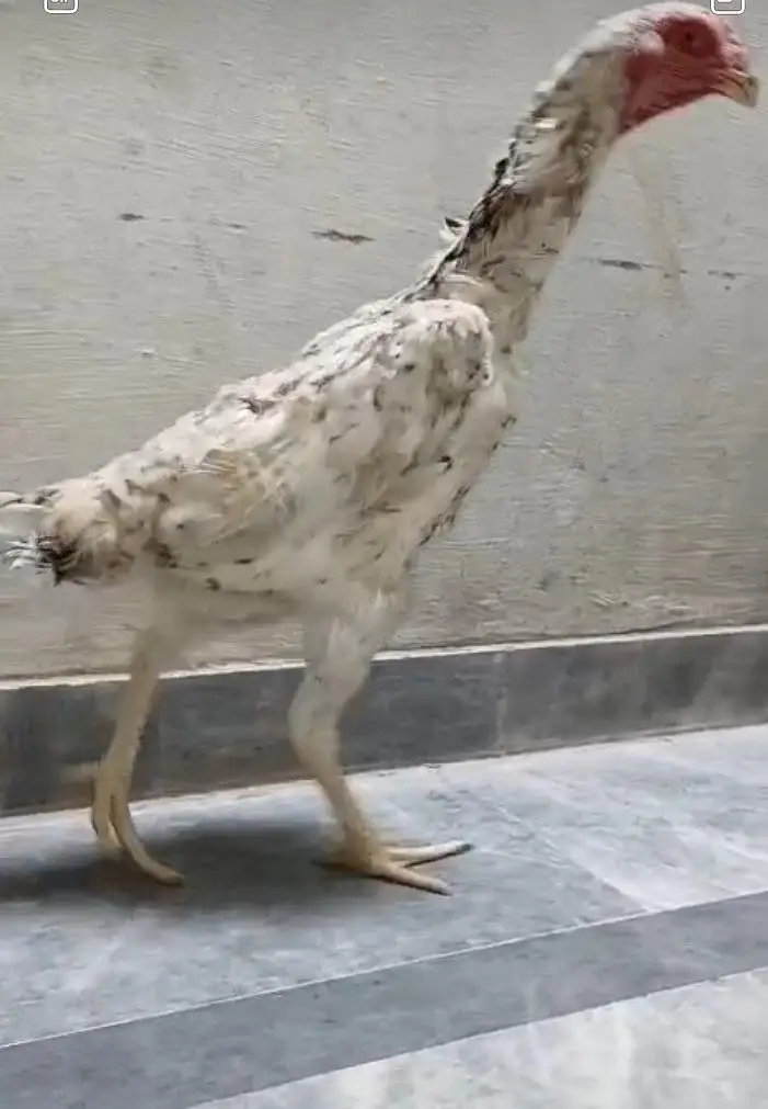 Pure German Shamo Hens Young — photo 12
