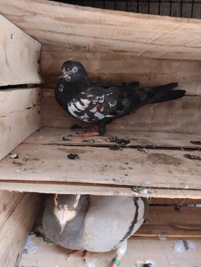 pigeons available