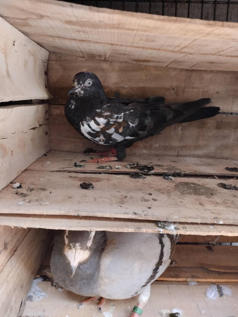 pigeons available 0