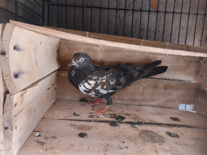 pigeons available 1