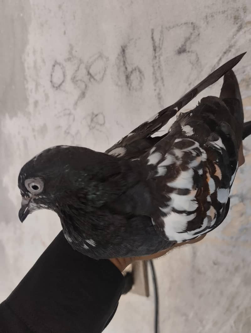pigeons available 2