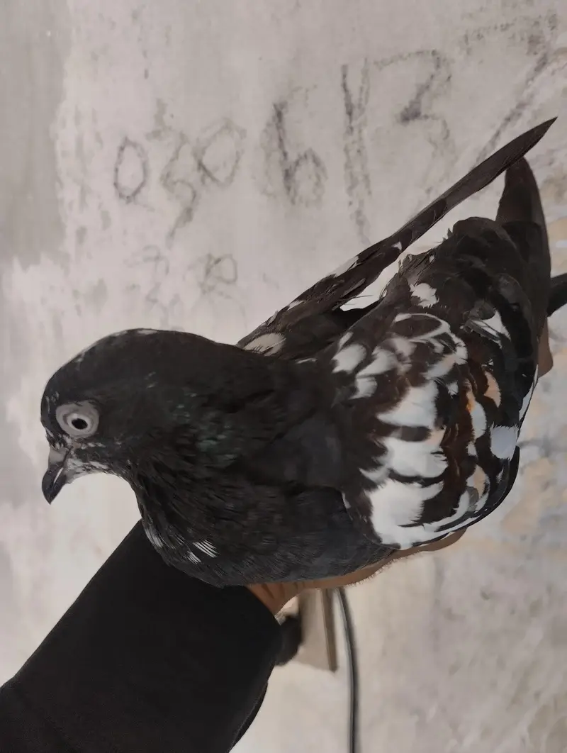pigeons available — photo 3