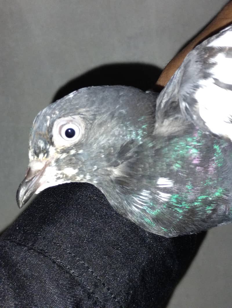 pigeons available 3