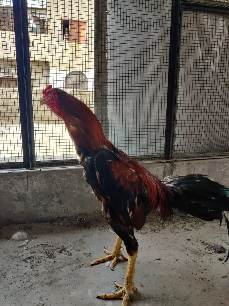 aseel Thai — photo 2