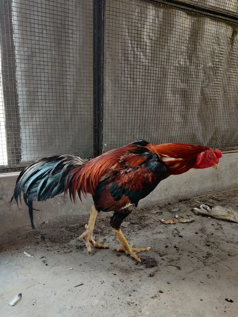 aseel Thai — photo 6