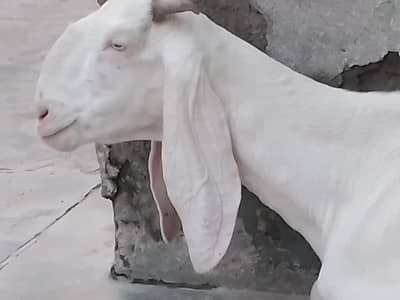Bakri Sath Bacha Sale Ke Liye