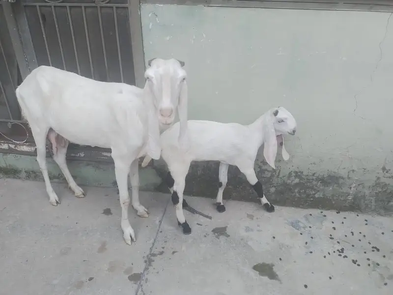 Bakri Sath Bacha Sale Ke Liye — photo 2