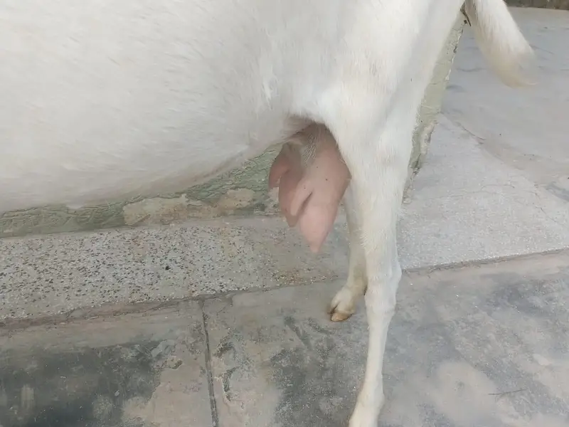 Bakri Sath Bacha Sale Ke Liye — photo 3