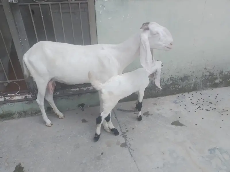 Bakri Sath Bacha Sale Ke Liye — photo 4