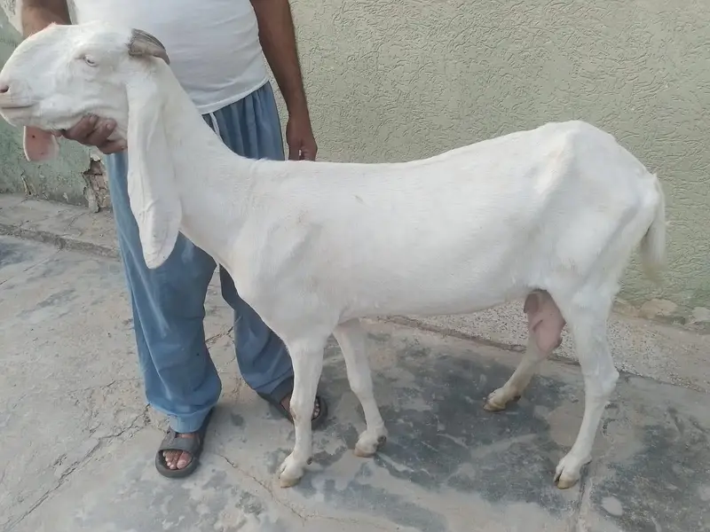 Bakri Sath Bacha Sale Ke Liye — photo 5