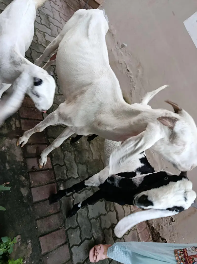 Bakri Sath Bacha Sale Ke Liye — photo 6