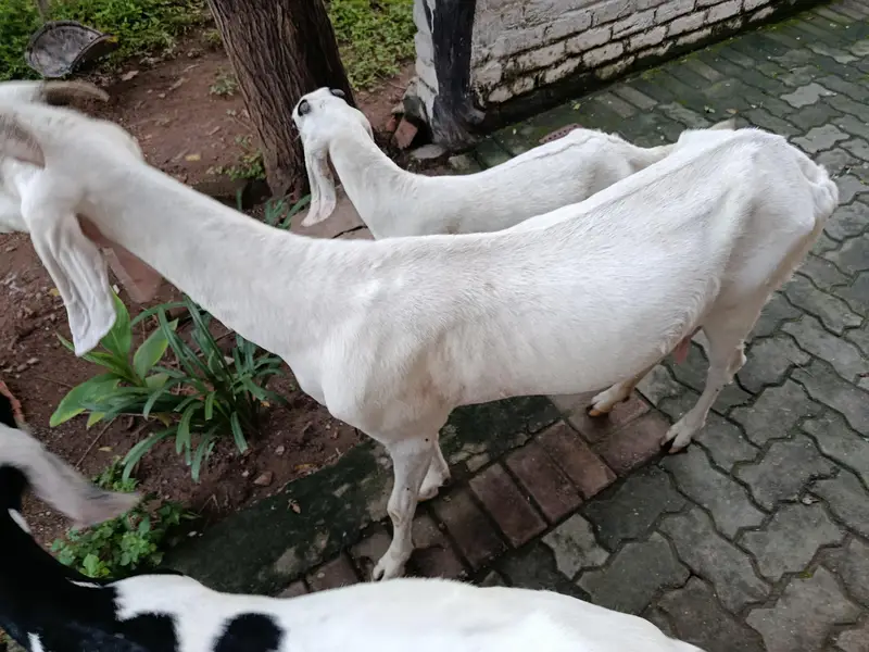 Bakri Sath Bacha Sale Ke Liye — photo 7