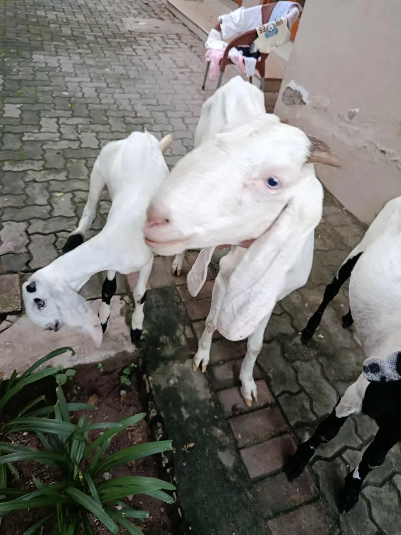 Bakri Sath Bacha Sale Ke Liye — photo 8