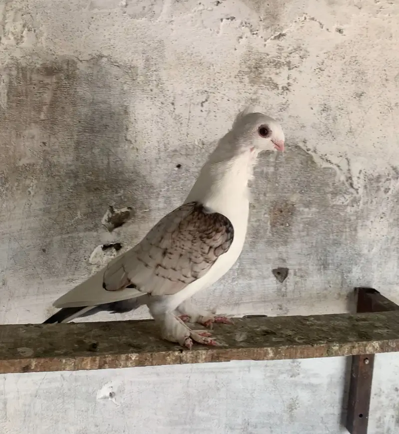 Sentient female young — photo 2