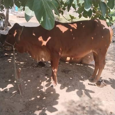 Pure Sahiwal breed