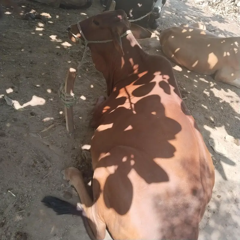 Pure Sahiwal breed — photo 2